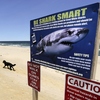 Due paesi australiani affermano che gli squali non lo faranno 