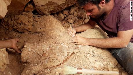 Il paleontologo Matteo Fabri lavora su un fossile sul campo.