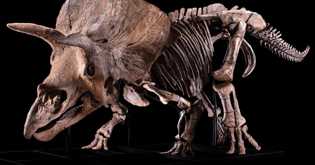 Gli scienziati affermano che il cranio di Big John mostra segni di battaglia