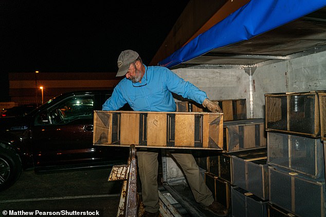 Un apicoltore scarica una cassa di api all'aeroporto Hartsfield-Jackson di Atlanta
