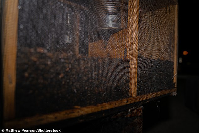 Una gabbia di api morta di fame dopo aver lasciato un bagagliaio sotto il sole cocente all'aeroporto Hartsfield-Jackson di Atlanta