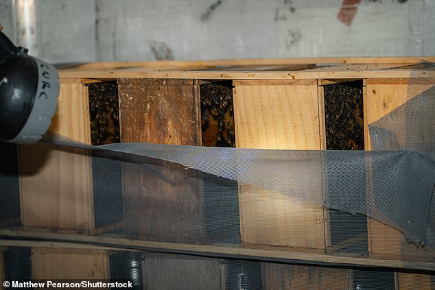 Una torcia si accende mentre un apicoltore controlla le condizioni delle api arenate.  La stragrande maggioranza delle api morì per il caldo, ma diverse migliaia furono salvate