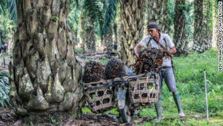 L'olio di palma è nella metà dei tuoi acquisti.  Ecco il motivo dell'aumento dei prezzi