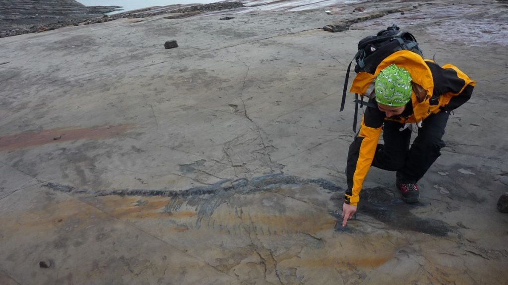 Incontra 'Fiona' un ittiosauro incinta, il più antico rettile marino madre del Cile