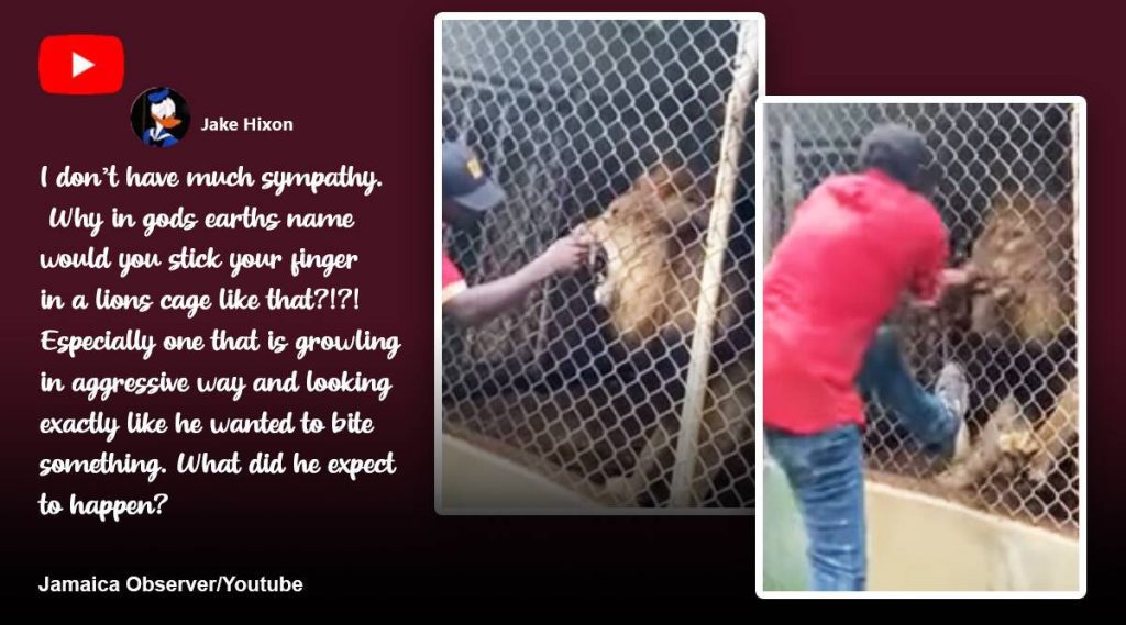 Catturato dalla telecamera: i visitatori guardano un leone scioccato mordere il dito di un uomo allo zoo della Giamaica