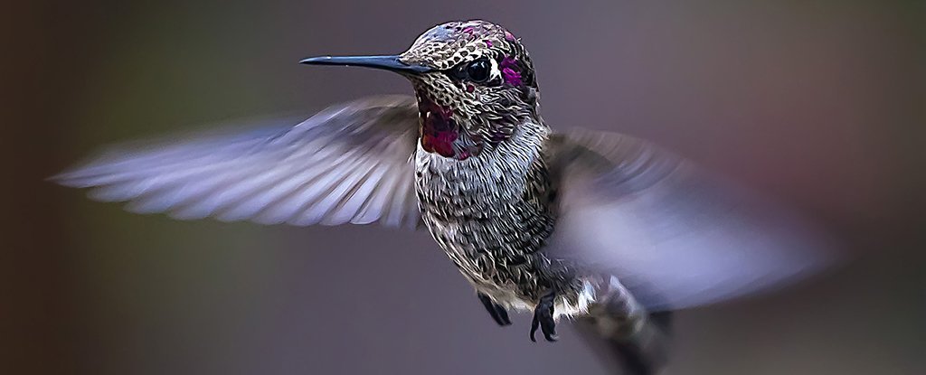 Gli scienziati portano i colibrì su una montagna per vedere cosa farà loro il cambiamento climatico