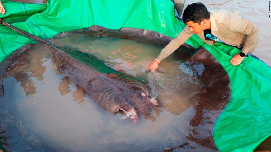 Il pesce d'acqua dolce più grande del mondo, la pastinaca da 660 libbre, è stato catturato in Cambogia
