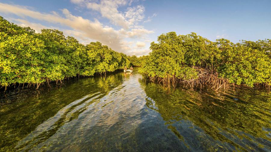 Il più grande batterio del mondo scoperto nella palude di mangrovie dei Caraibi