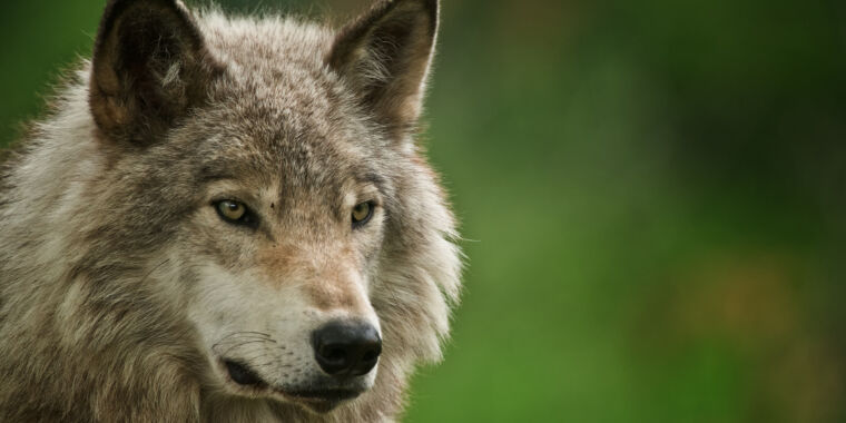 I lupi sono sopravvissuti all'era glaciale come un'unica comunità globale