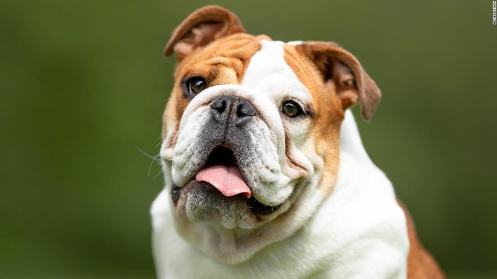 I veterinari vogliono che le persone smettano di comprare bulldog inglesi "malsani".