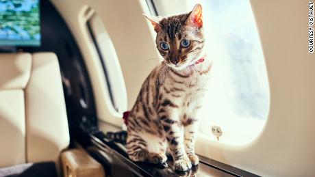 Perché sempre più viaggiatori fanno volare i loro animali domestici su un aereo privato