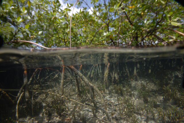 Viste dei siti di campionamento tra le mangrovie nell'arcipelago della Guadalupa nei Caraibi francesi, aprile-maggio 2022. 