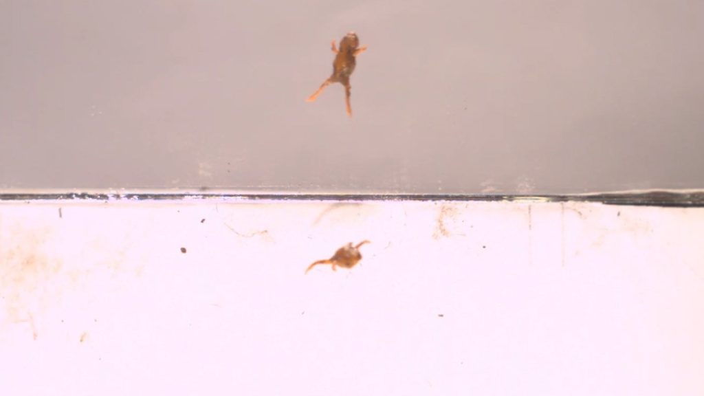 Perché questa piccola rana è così brava a saltare?