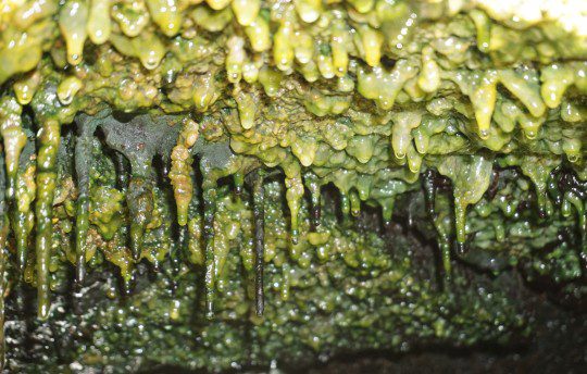 Spesse stuoie microbiche sono appese sotto una sporgenza rocciosa in prese d'aria che si estendono lungo la zona di rift orientale dell'isola delle Hawaii.  Credito immagine: Jimmy Saw