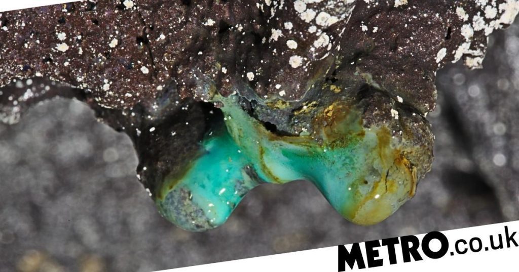 Forme di vita misteriose sono state scoperte secoli fa nelle grotte di lava delle Hawaii