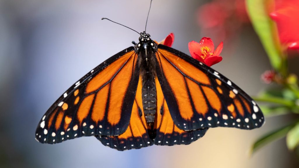 La farfalla monarca è stata aggiunta alla Lista Rossa delle Specie Minacciate dell'Unione Internazionale per la Conservazione della Natura