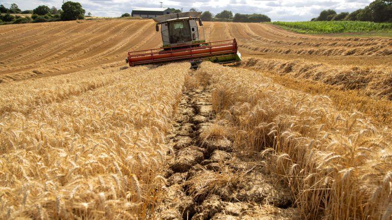 Grande sollievo con il grano ucraino fuori, ma la crisi alimentare non sta andando da nessuna parte