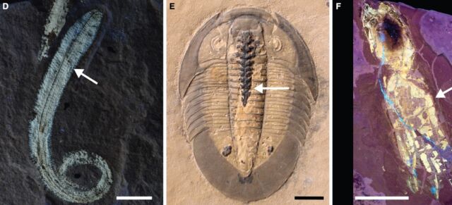 Altri esempi di tessuti molli fosfatidilari nei fossili: (d) il policordo fosfatidilcolinesterico;  (e) Trilobiti con fosfolipidi nel tratto intestinale;  e (f) vampiropode di polpo alla luce UV per mostrare il tessuto fosfolipidico.