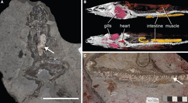 Esempi di tessuti molli fosfolipidici nei fossili: (a) lo stomaco di una rana con un vuoto di fosfolipidi;  (b) Immagine micro-TC di un fossile di pesce brasiliano con organi interni faringei;  (c) Serpente colobrido con pelle di fosfato.
