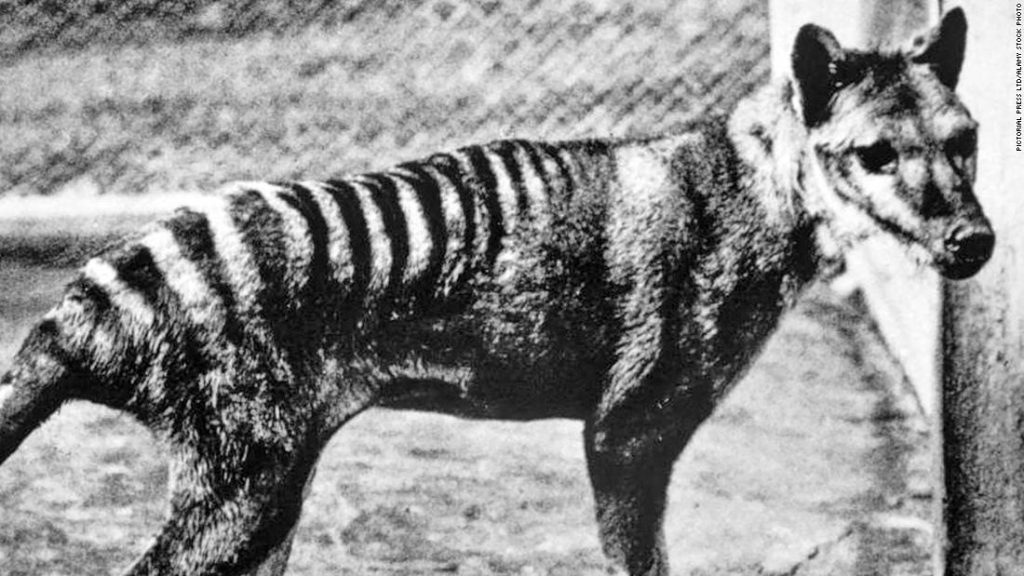 La tigre della Tasmania può essere rianimata dall'estinzione