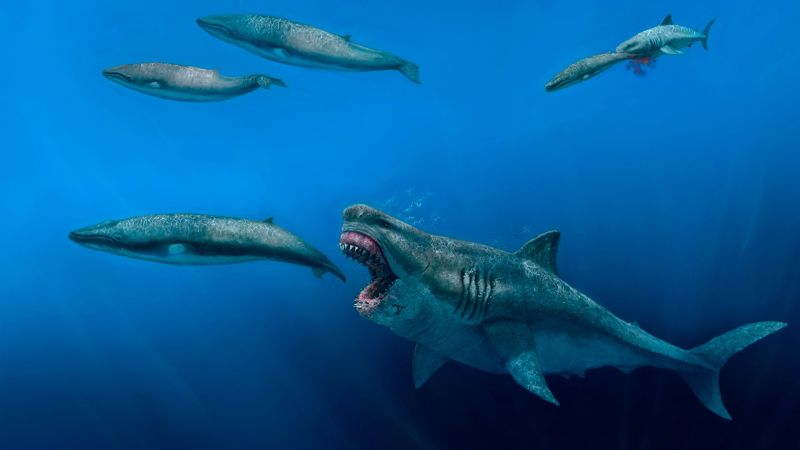 Gli scienziati affermano che il super predatore estinto megalodon era abbastanza grande da mangiare le orche