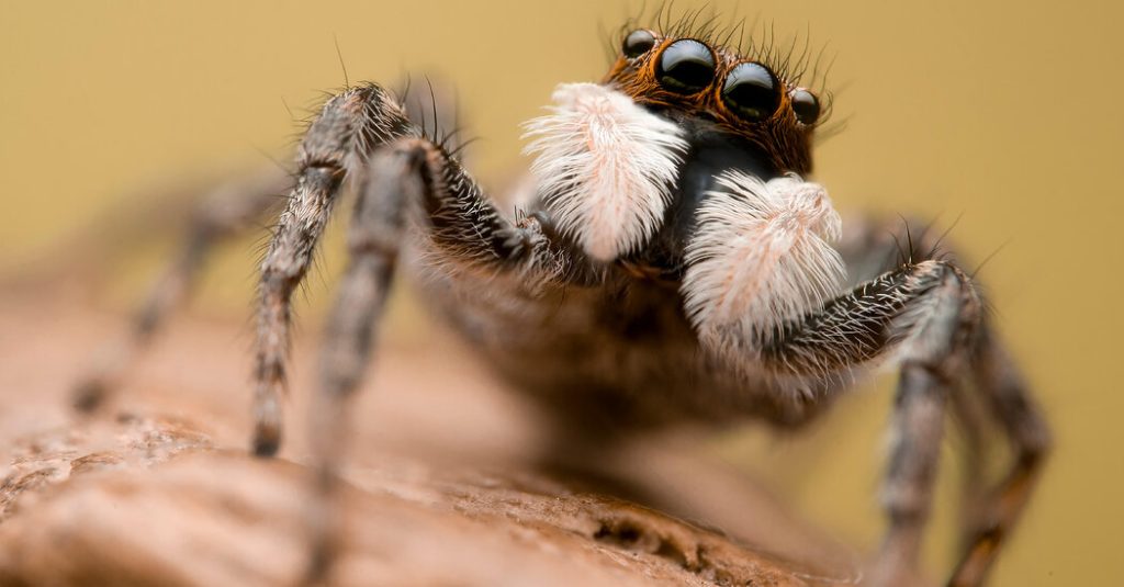 I ragni sono intrappolati in una rete globale di disinformazione