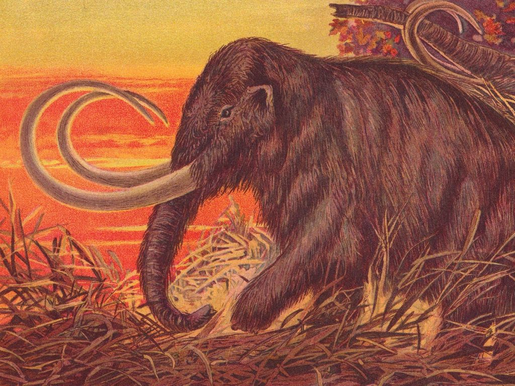 Il mammut lanoso è tornato.  Dovremmo mangiarli?