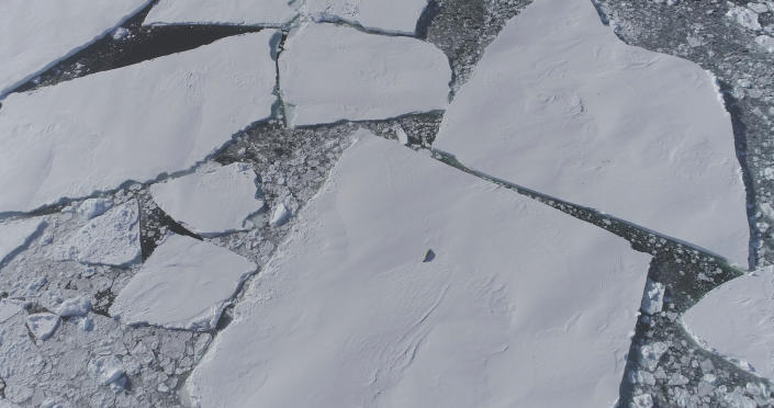 Un sigillo solitario appare dall'alto su un lastrone di ghiaccio. 