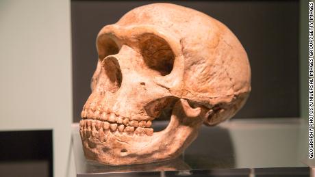 In che modo il DNA di Neanderthal influisce sulla salute umana, incluso il rischio di Covid-19