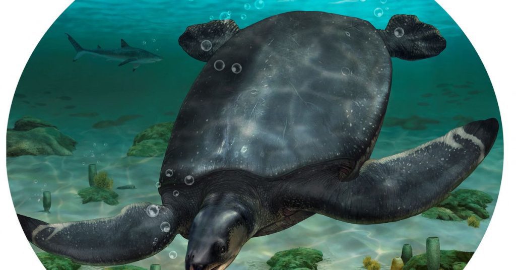 In Spagna sono stati scoperti fossili di una tartaruga marina delle dimensioni di un'auto dell'era dei dinosauri
