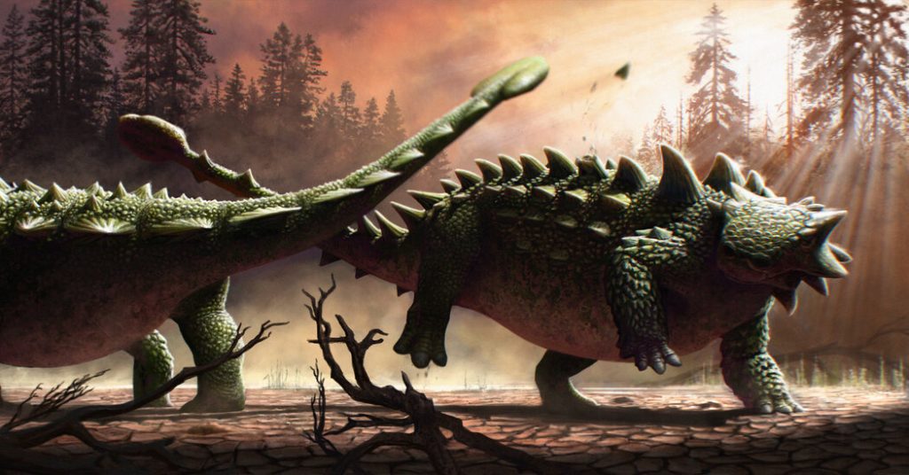 La mazza della coda di Ankylosaur non è stata solo lanciata contro T. Rex