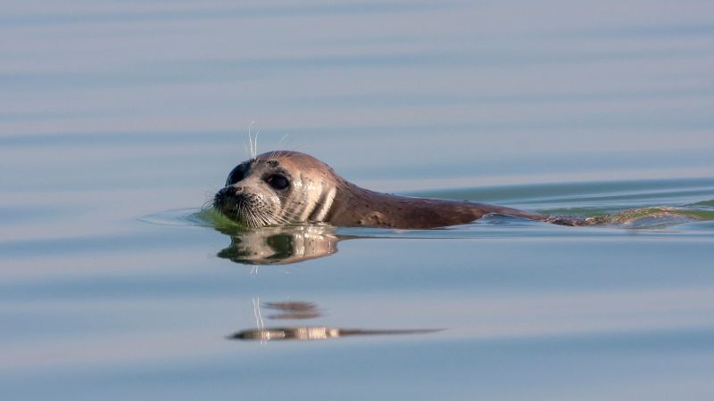 Morte della foca del Caspio: migliaia di foche morte sono state portate a riva in Daghestan, in Russia